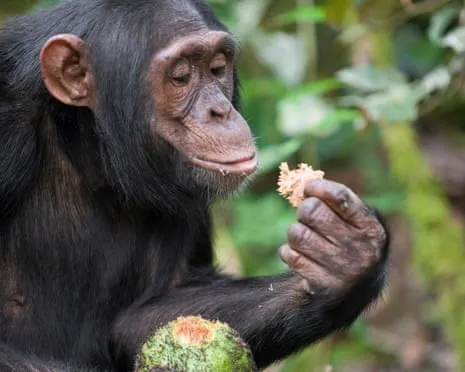 Chimpanzees Consume Daily Ethanol Equivalent to a Lager from Ripe Figs